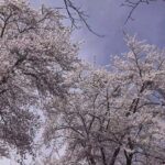 4ｋ 自然の音と風景 満開の桜