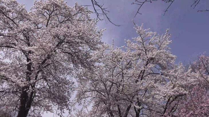 4ｋ 自然の音と風景 満開の桜