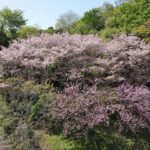 【ドローン】4K 権現山南斜面の桜