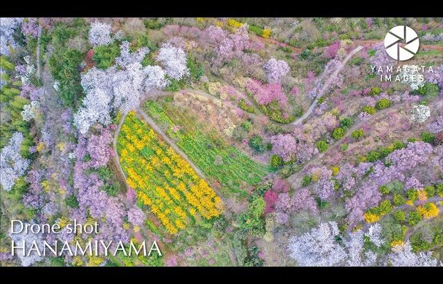 桜満開の花見山（4Kドローン空撮）