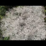 名もなき　桜　【岡山】4K　ドローン　空撮