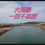 4K　一目千本桜　ドローン空撮2021/4/2撮影