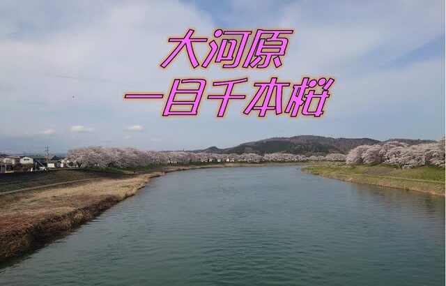 4K　一目千本桜　ドローン空撮2021/4/2撮影