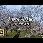 琴浦町鳥取牧場の桜【4K・360度映像VR動画】2021年3月28日