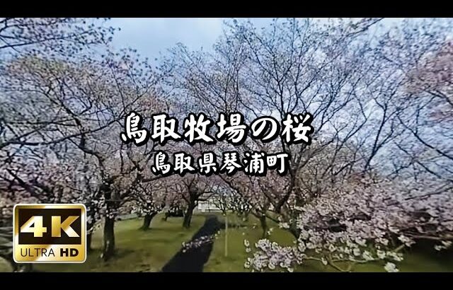 琴浦町鳥取牧場の桜【4K・360度映像VR動画】2021年3月28日