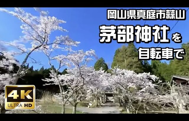 桜満開の茅部神社【4K・360度映像VR動画】2021年4月10日