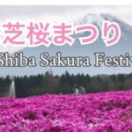 【4K日本の風景/Japanese landscape】富士芝桜まつり　2021.4.25 / Fuji Shiba Sakura Festival