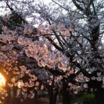 四街道中央公園の桜の風景 4k