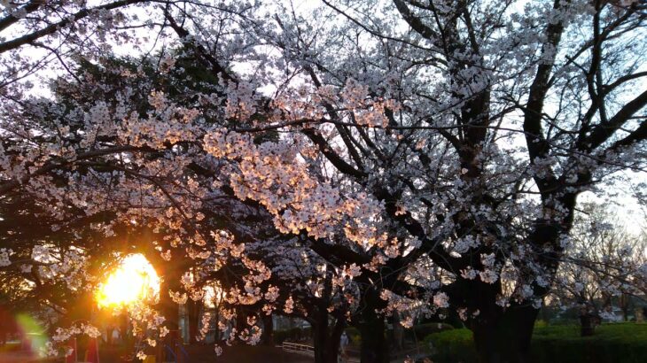 四街道中央公園の桜の風景 4k