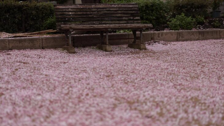 【8K】2021年街の桜(cherryblossoms)