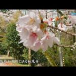 AUTEL EVO2 PRO ドローン空撮　和泉市松尾寺の桜【4K】