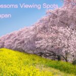 埼玉県の桜名所 元荒川の桜並木・熊谷桜堤の風景 Beautful Cherry blossoms viewing spots in Saitama Japan