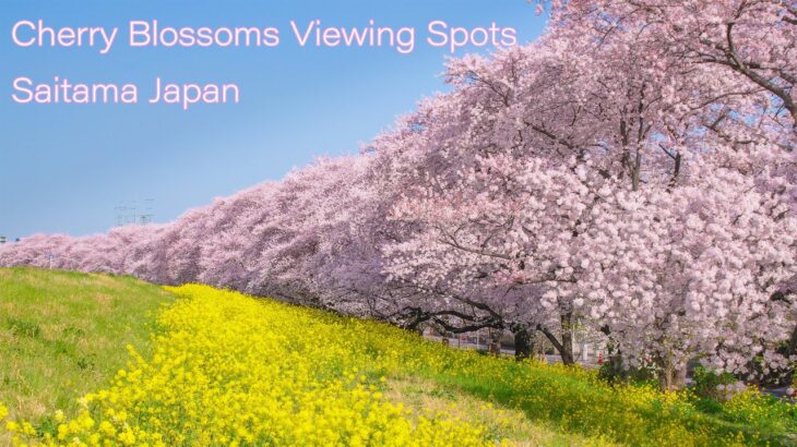 埼玉県の桜名所 元荒川の桜並木・熊谷桜堤の風景 Beautful Cherry blossoms viewing spots in Saitama Japan