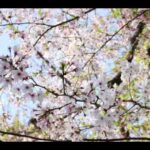 岡山 風景『春の桜』キリスト教福音宣教会:CGM