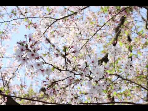 岡山 風景『春の桜』キリスト教福音宣教会:CGM