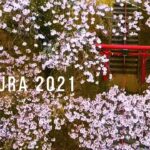 Cherry Blossoms in Japan | 桜 2021 by Drone
