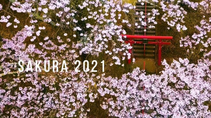 Cherry Blossoms in Japan | 桜 2021 by Drone