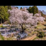 福島県の桜をドローンでお花見　DJI Mavic pro ４K動画