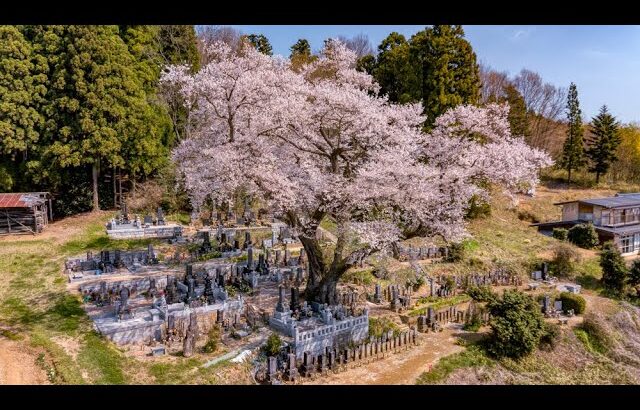 福島県の桜をドローンでお花見　DJI Mavic pro ４K動画