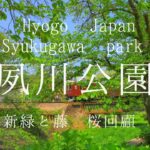 【兵庫　Hyogo】夙川公園　新緑と藤　桜回顧