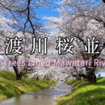 【鶴岡市】馬渡川桜並木（Including Drone Shot）Cherry trees lined Mwatari　riverside