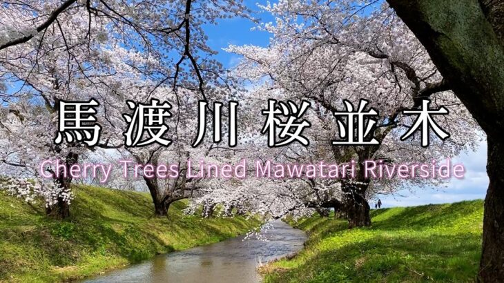 【鶴岡市】馬渡川桜並木（Including Drone Shot）Cherry trees lined Mwatari　riverside