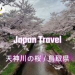 Japan Travel(360 VR Video) TOTTORI SAKURA（天神川の桜｜鳥取県鳥取市）Insta360ONEx2