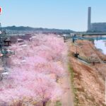 【オンライン花見】桜堤公園 (仙台市泉区) ～ 宮城にも桜が咲きました～  Japanese landscape