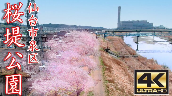 【オンライン花見】桜堤公園 (仙台市泉区) ～ 宮城にも桜が咲きました～  Japanese landscape