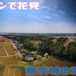 【ドローンで花見】南茨城の湖沼辺をMavicAir2空撮+FPVドローン接写