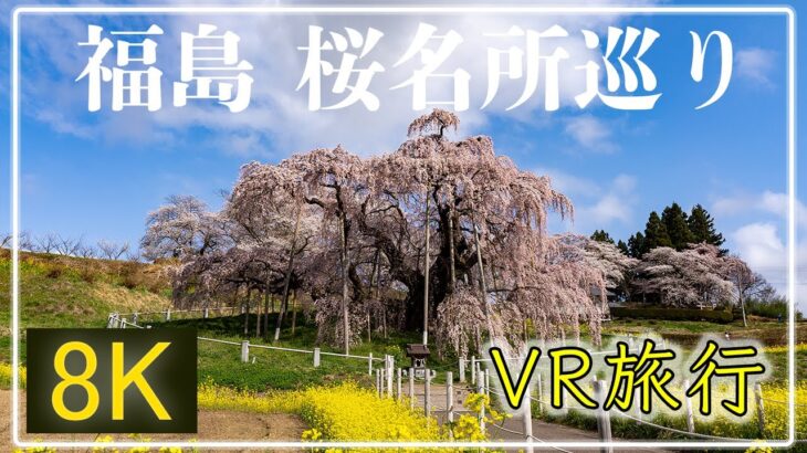 福島の桜名所巡り【QooCam8K  360°VR旅行】三春滝桜・合戦場・霞ヶ城・大内宿・南湖神社