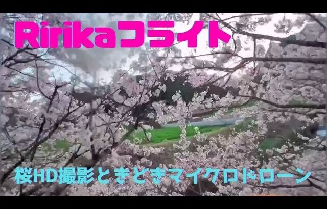 Ririkaチャンネル　マイクロドローンで撮影　桜は美しい