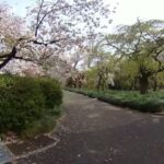 #皇帝庭園#VR#花見#新宿御苑 めちゃくちゃ混雑クラスターですが桜庭園で癒やされた🌸パート③😊の巻🎵
