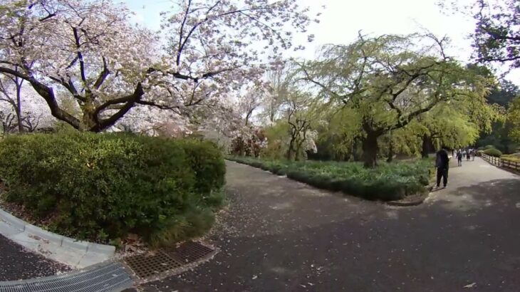 #皇帝庭園#VR#花見#新宿御苑 めちゃくちゃ混雑クラスターですが桜庭園で癒やされた🌸パート③😊の巻🎵
