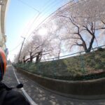 【VRタンデム】仙台一高の桜が満開！🌸【モトブログ】