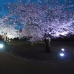 松代城跡　満開の桜　ライトアップ　VR　令和3(2021)-04-06　[松代テレビ局]