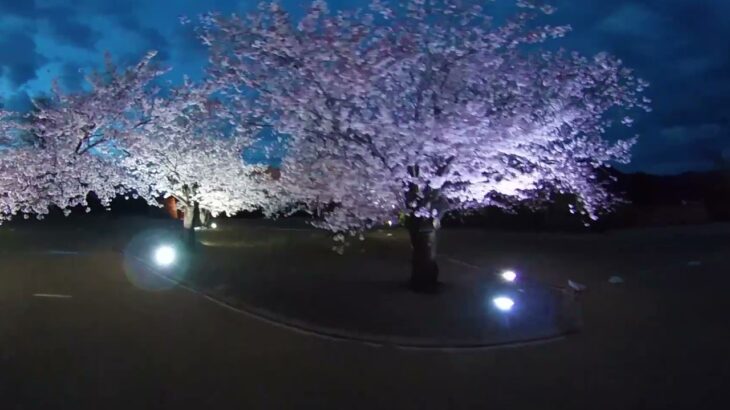 松代城跡　満開の桜　ライトアップ　VR　令和3(2021)-04-06　[松代テレビ局]