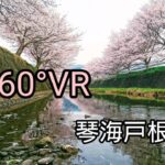 【長崎VR】桜の名所！琴海戸根川の桜並木とせせらぎを360度動画で！