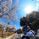 【VRタンデム】榴ヶ岡公園の桜🌸をVR花見でどうぞ！【VR花見】