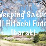 Weeping Cherry Blossom Sakura 🌸 Festival | Hill Hitachi Fudoki | Ishioka, Ibaraki #360 #VR #桜