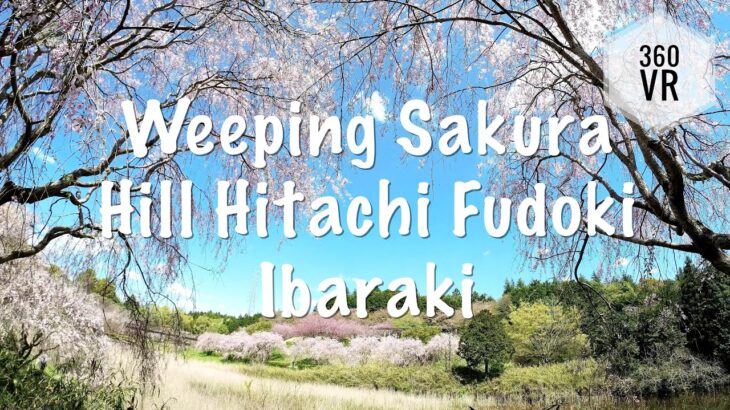Weeping Cherry Blossom Sakura 🌸 Festival | Hill Hitachi Fudoki | Ishioka, Ibaraki #360 #VR #桜