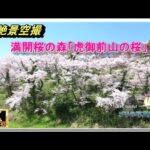 春の絶景「満開桜の森」（ドローン空撮　drone４ｋ動画）
