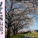 桜ドローン｜東松山農林公園｜空撮映像 scene3