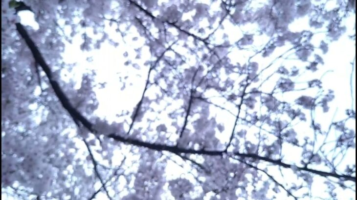 #さくら#桜#サクラ#日本#風景#絶景#入学