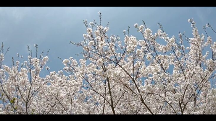 揺れる桜🌸 心和む風景３