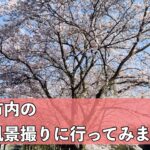 舞鶴市内の桜の風景撮りに行ってみました。