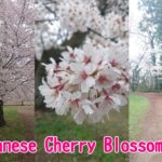 【三神峯公園】桜-日本の風景美-