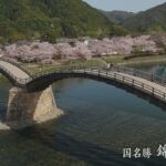 ドローンで見るお花見「錦帯橋(山口県岩国市)」