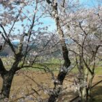 万平桜並木の風景