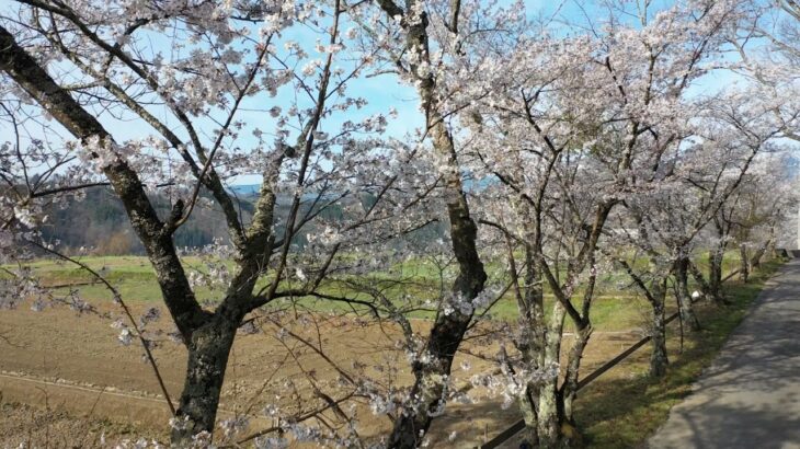 万平桜並木の風景